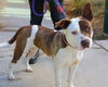adoptable Dog in martinez, CA named ESTRELLA