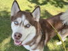 adoptable Dog in  named SEVEN