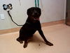 adoptable Dog in  named HARRIET