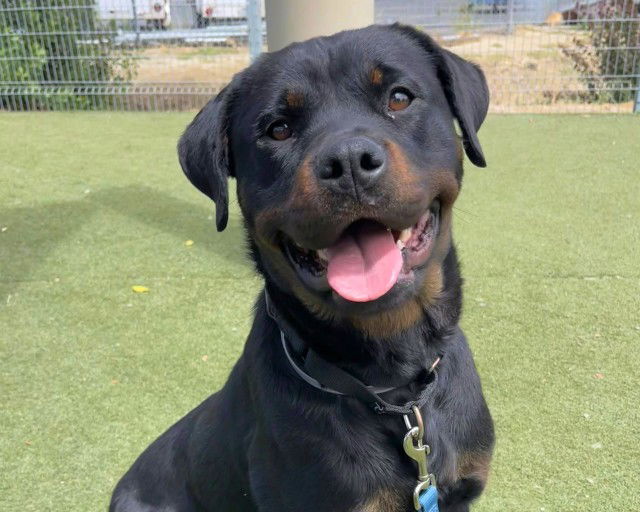 adoptable Dog in Martinez, CA named HARRIET