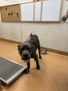 adoptable Dog in martinez, CA named SHADOW