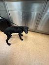adoptable Dog in martinez, CA named COAL