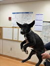 adoptable Dog in martinez, CA named SAWYER