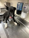adoptable Dog in martinez, CA named SKIPPY