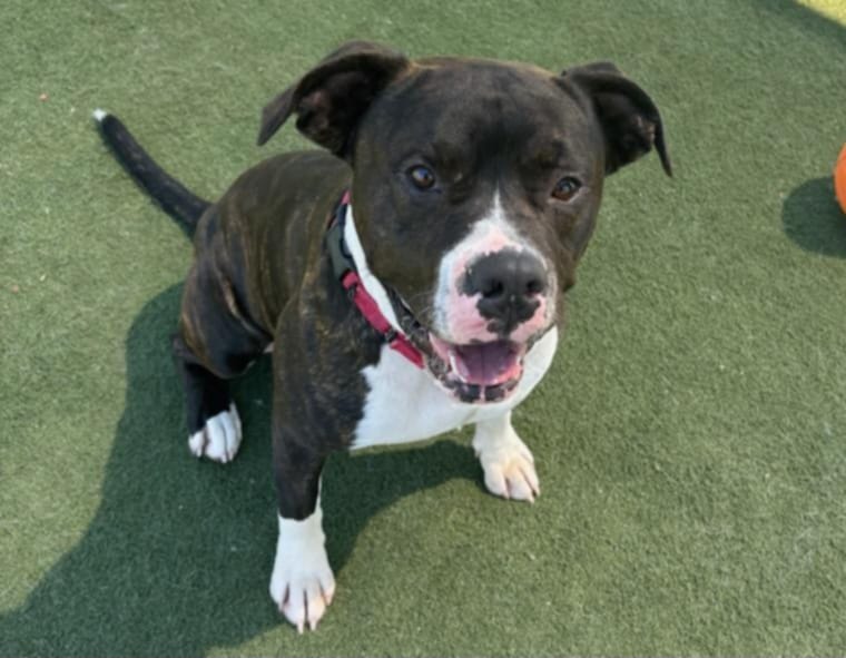 adoptable Dog in Martinez, CA named CLARENCE