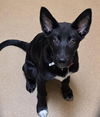adoptable Dog in martinez, CA named INKY