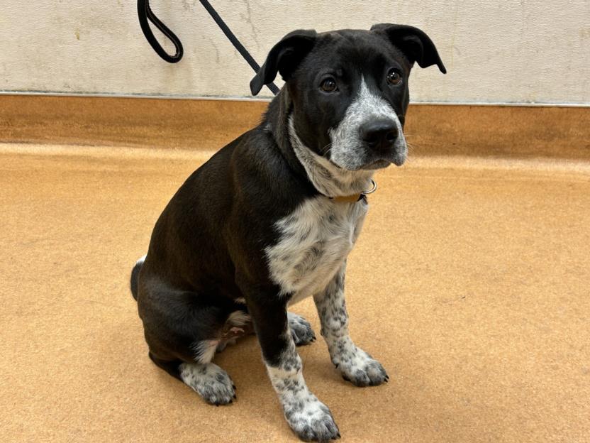 adoptable Dog in Martinez, CA named TRAVI