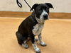 adoptable Dog in martinez, CA named TRAVI