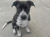 adoptable Dog in Martinez, CA named TRAVI