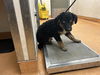 adoptable Dog in martinez, CA named MATTIE
