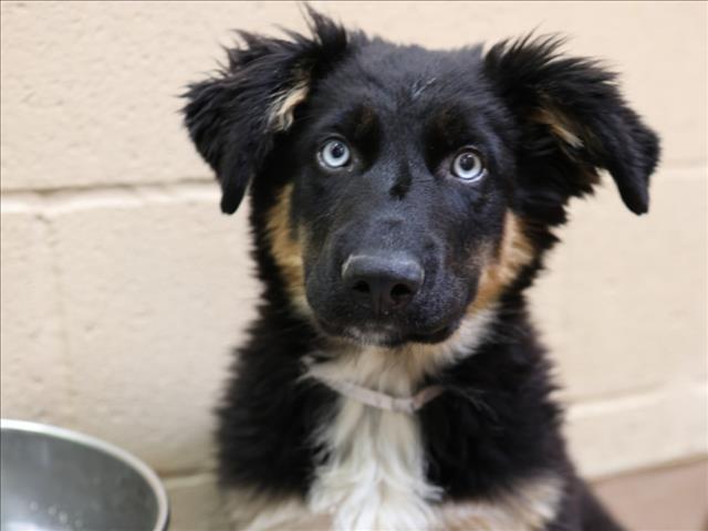 adoptable Dog in Martinez, CA named MATTIE