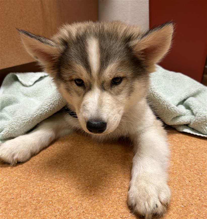 adoptable Dog in Martinez, CA named ASTORIA