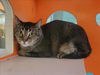 adoptable Cat in martinez, CA named ASH