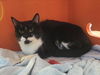 adoptable Cat in martinez, CA named SAINT