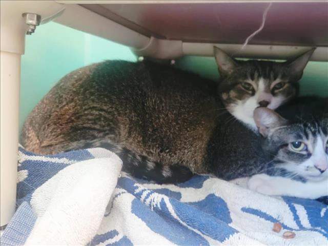 adoptable Cat in Martinez, CA named SIMBA