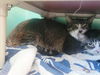 adoptable Cat in martinez, CA named SIMBA