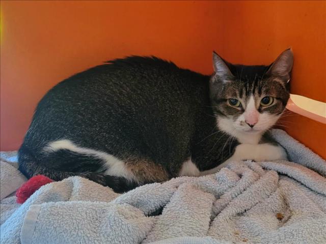 adoptable Cat in Martinez, CA named JAMIE