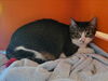 adoptable Cat in martinez, CA named JAMIE
