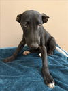 adoptable Dog in martinez, CA named HEATHROW