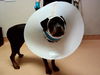 adoptable Dog in  named DUKE