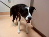 adoptable Dog in martinez, CA named ROSCO