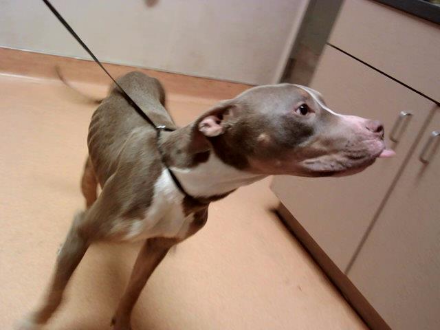 adoptable Dog in Martinez, CA named JOSIE