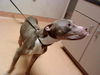 adoptable Dog in martinez, CA named JOSIE