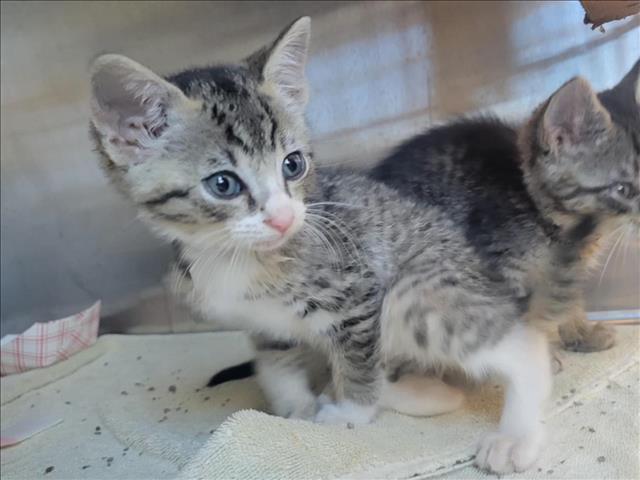 adoptable Cat in Martinez, CA named A1035679