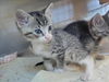 adoptable Cat in Martinez, CA named A1035679