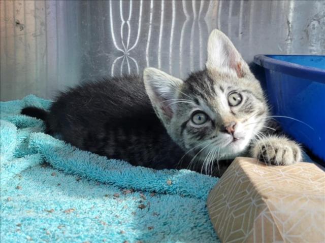 adoptable Cat in Martinez, CA named A1035680