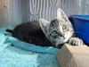 adoptable Cat in Martinez, CA named A1035680