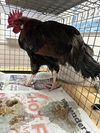 adoptable Chicken in  named SCRATCH