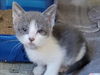 adoptable Cat in martinez, CA named A1035996