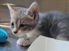 adoptable Cat in martinez, CA named A1035997