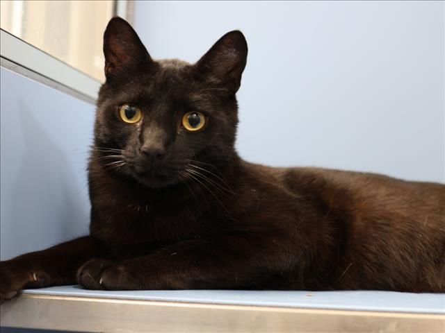 adoptable Cat in Martinez, CA named DUSTIN