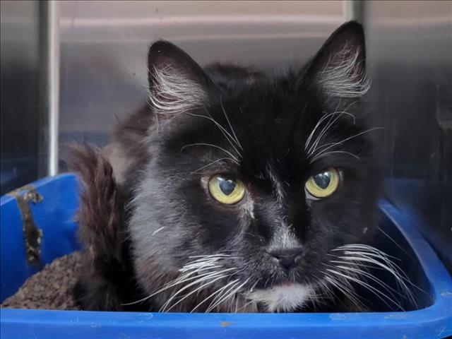 adoptable Cat in Martinez, CA named ZANE