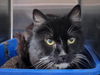 adoptable Cat in martinez, CA named ZANE