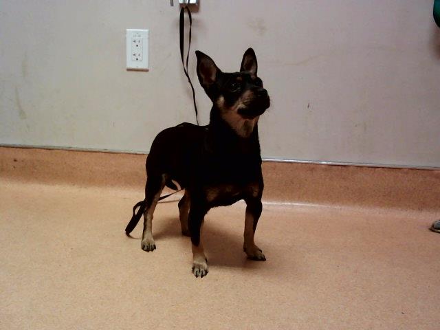 adoptable Dog in Martinez, CA named SHAWNA