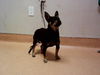 adoptable Dog in  named SHAWNA