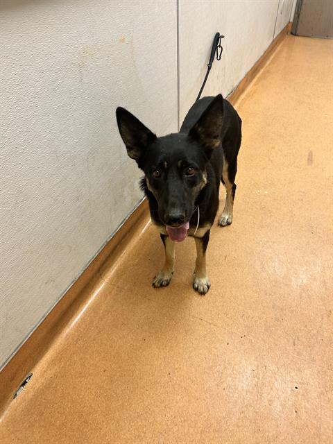 adoptable Dog in Martinez, CA named DANIKA