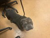 adoptable Dog in martinez, CA named DALE