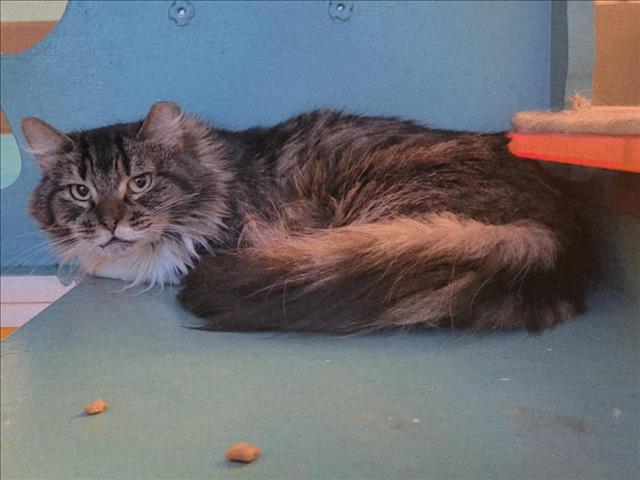 adoptable Cat in Martinez, CA named CHESS