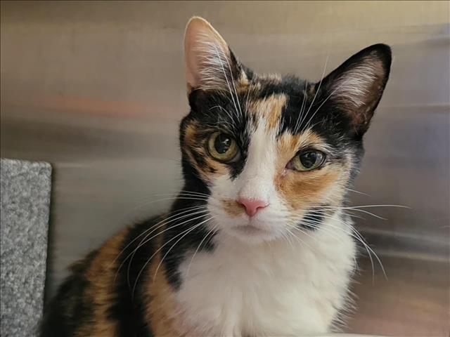adoptable Cat in Martinez, CA named KALI
