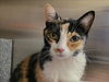 adoptable Cat in martinez, CA named KALI