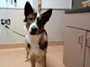 adoptable Dog in martinez, CA named ANNIE