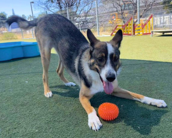 adoptable Dog in Martinez, CA named ANNIE