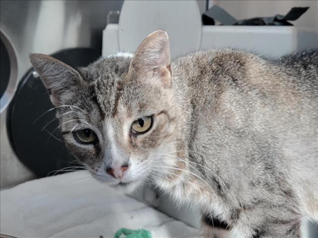 adoptable Cat in Martinez, CA named MISSY