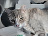 adoptable Cat in martinez, CA named MISSY