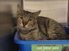adoptable Cat in martinez, CA named NOLAN