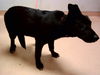 adoptable Dog in martinez, CA named ROOK